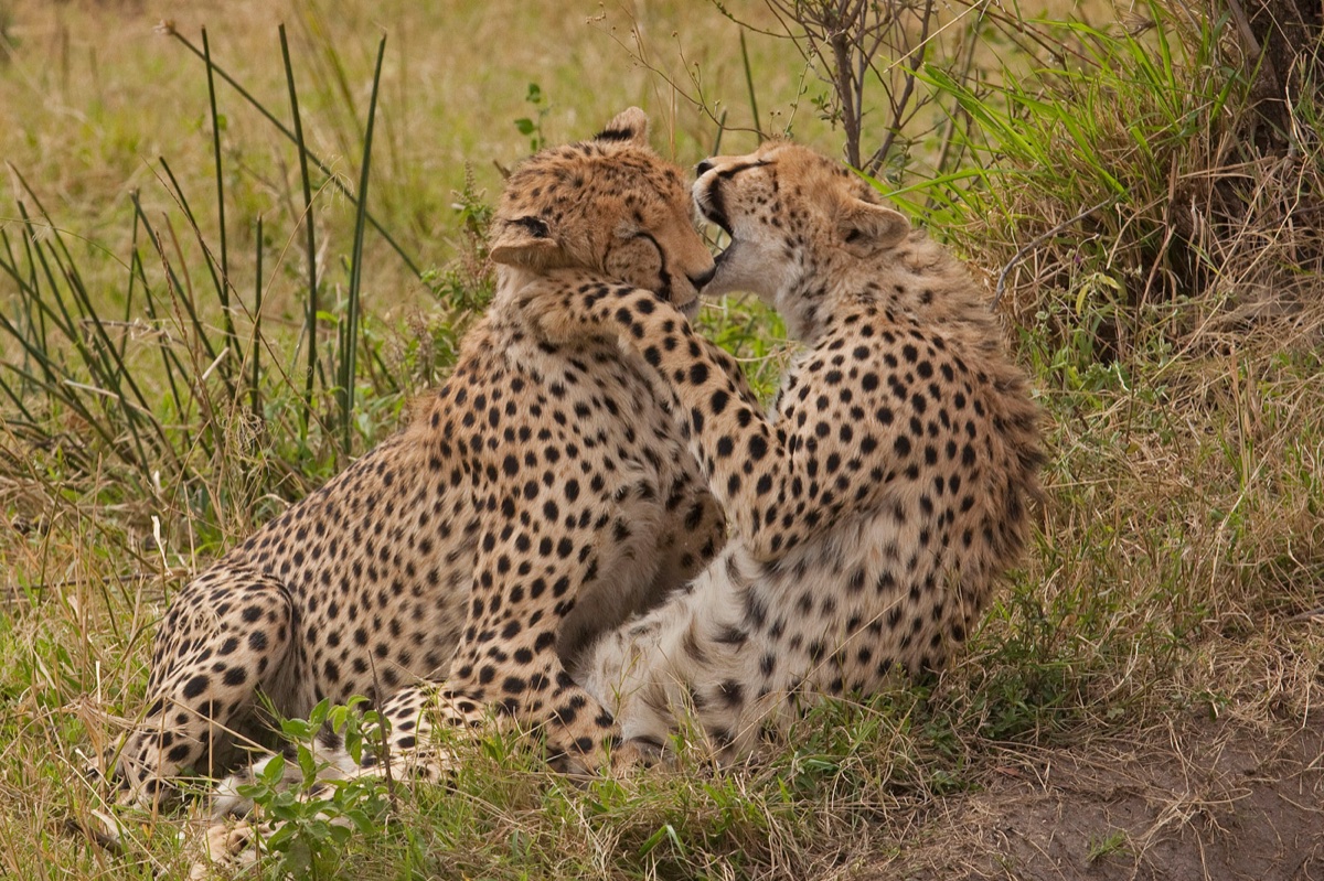 Wild life