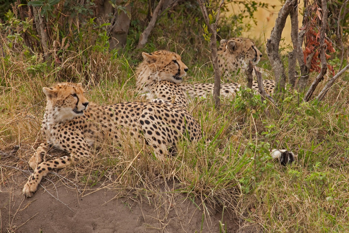 Wild life