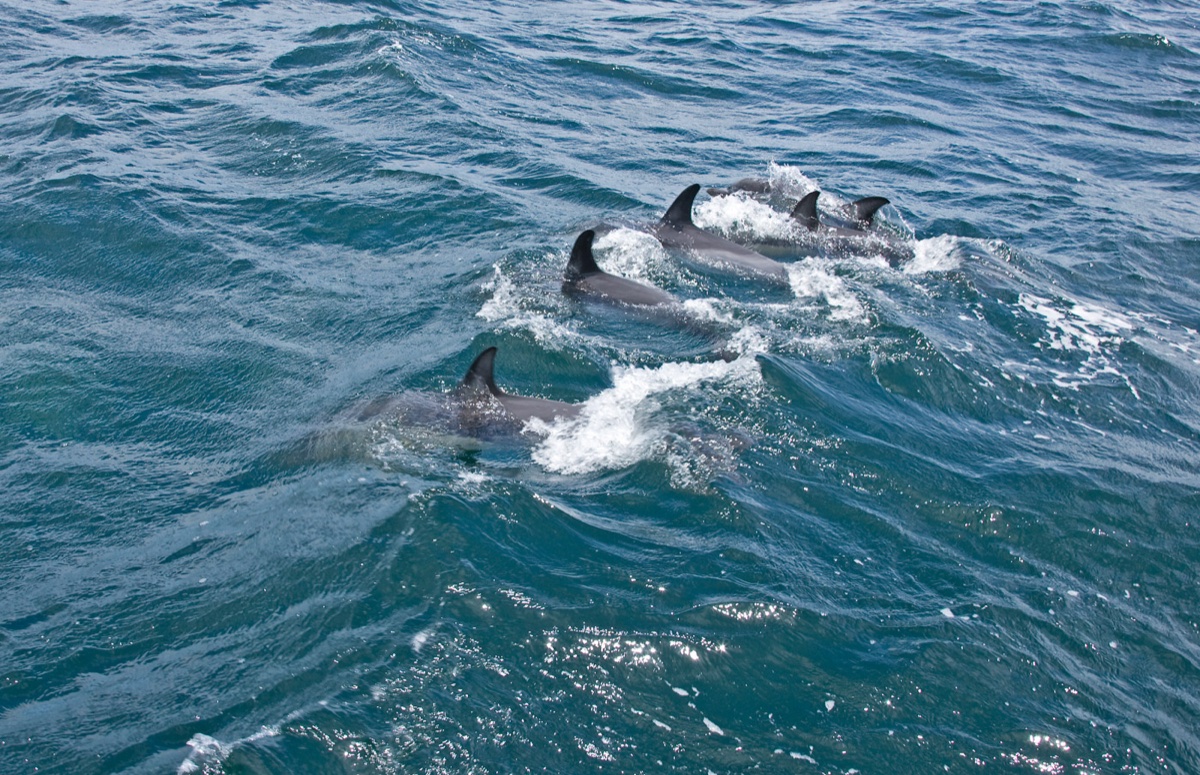 Wild life