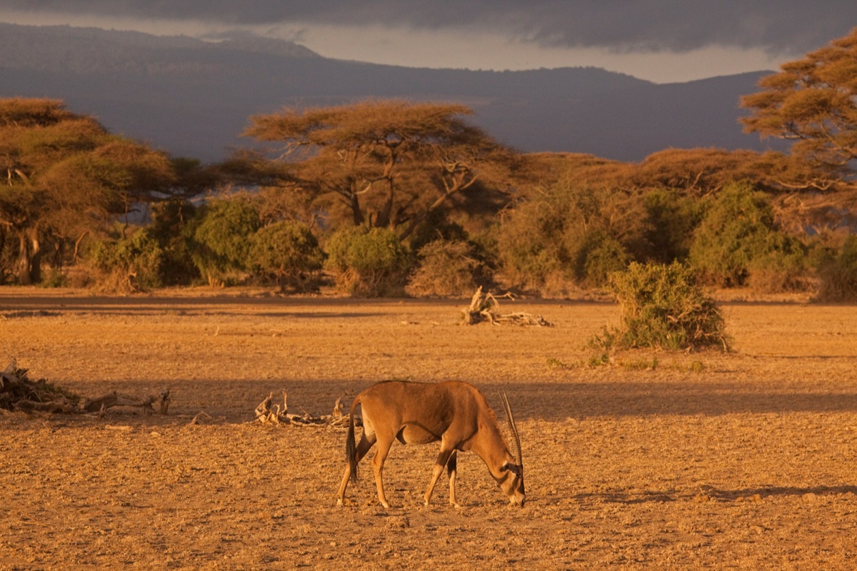 Wild life