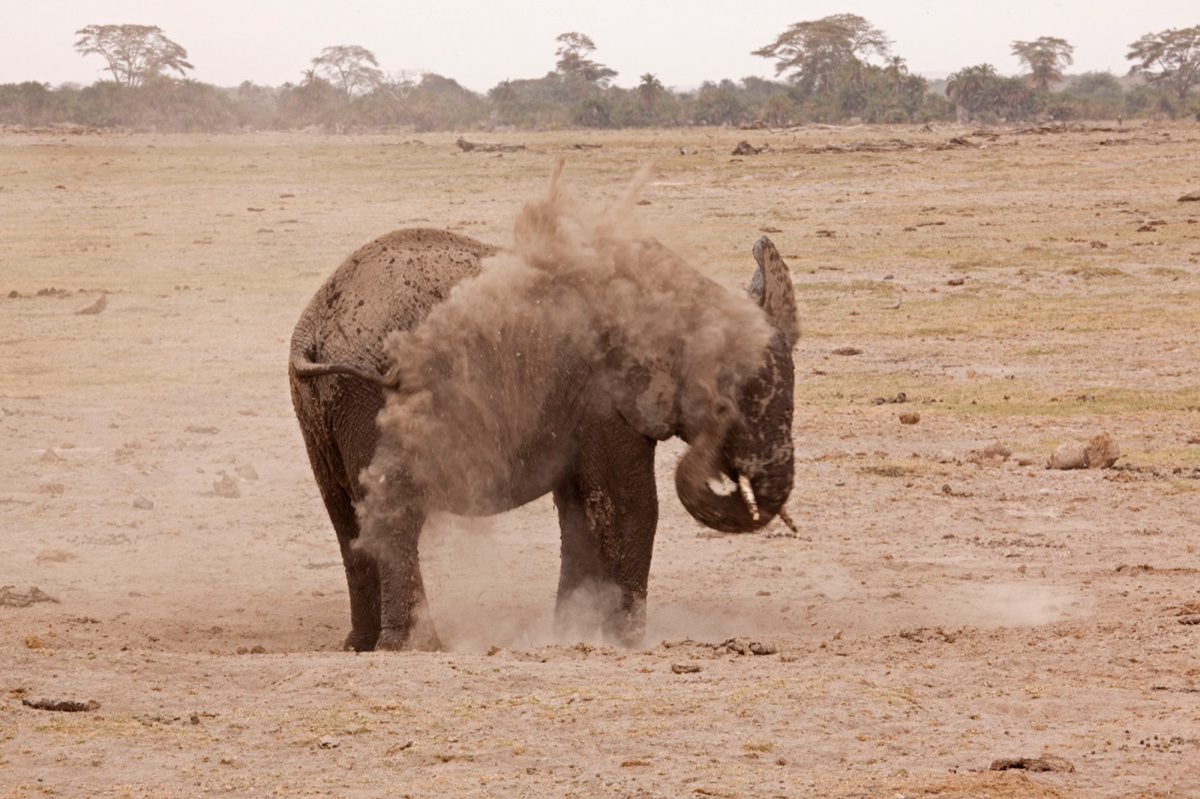 Wild life