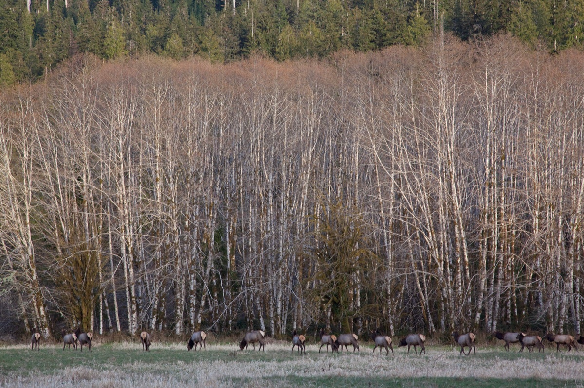 Wild life