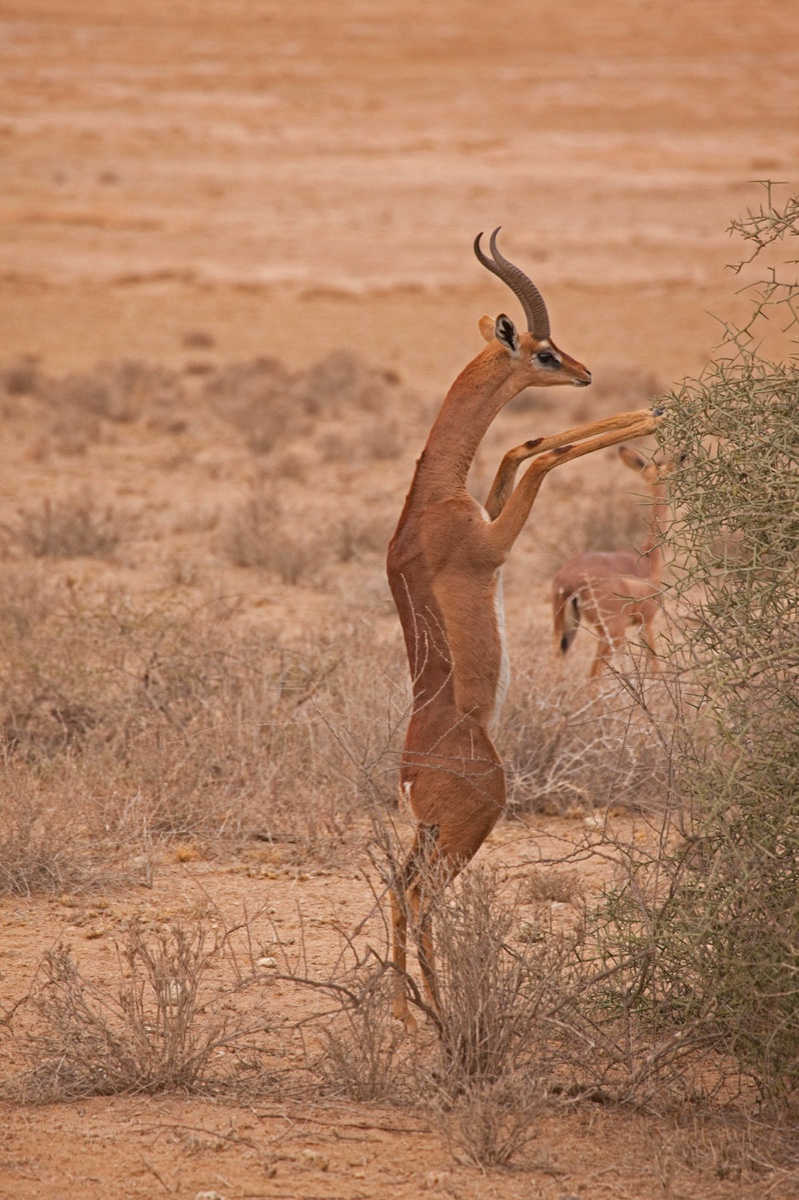 Wild life