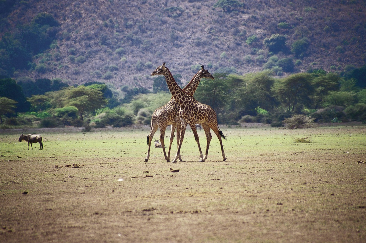 Wild life