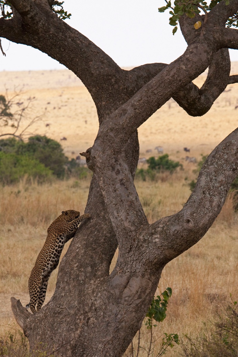 Wild life