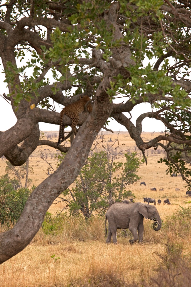 Wild life