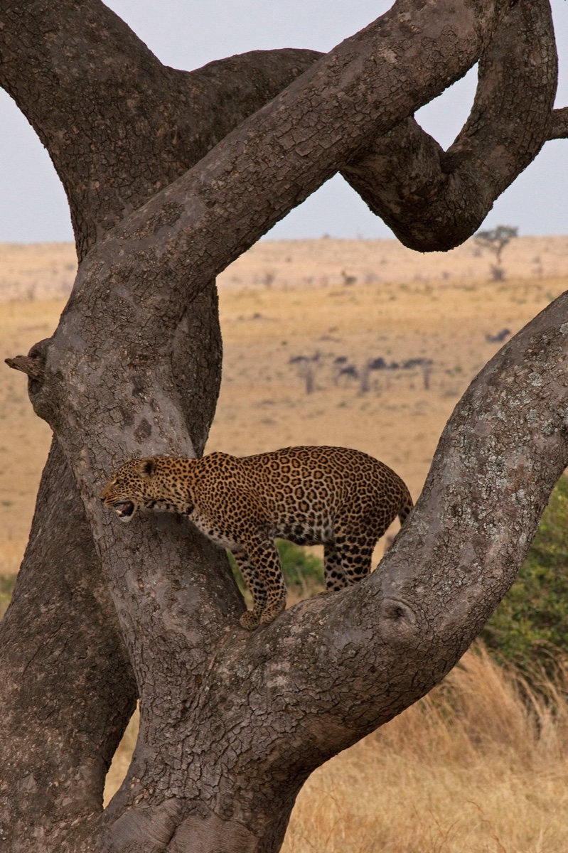 Wild life