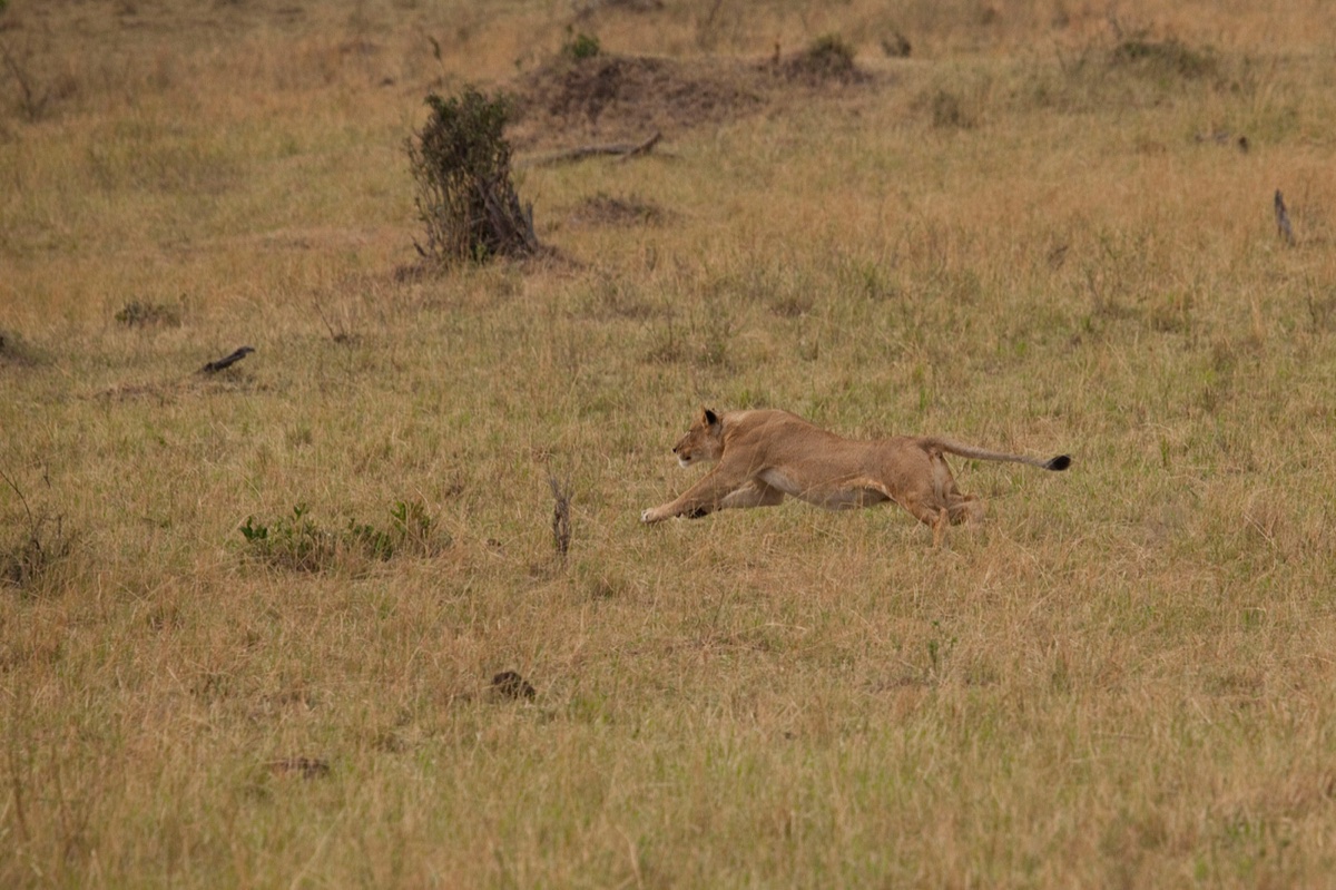 Wild life