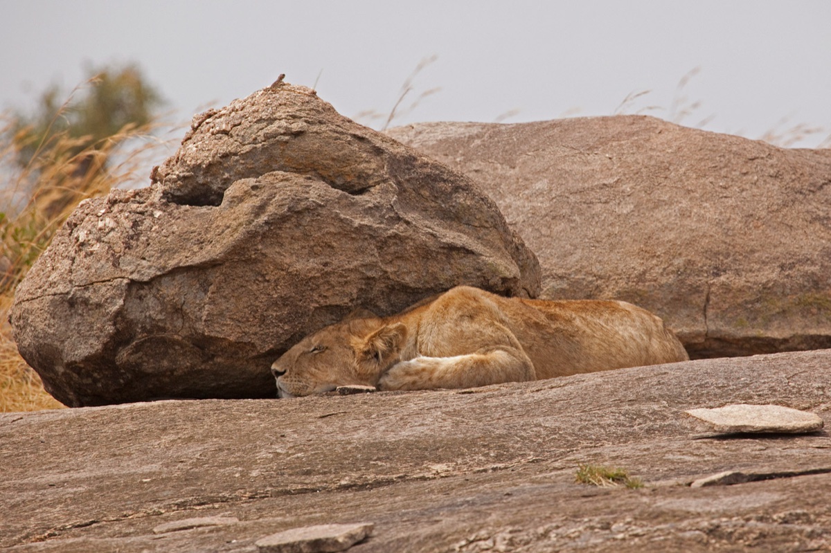 Wild life