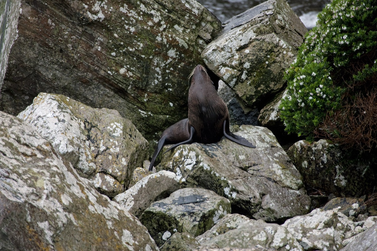 Wild life
