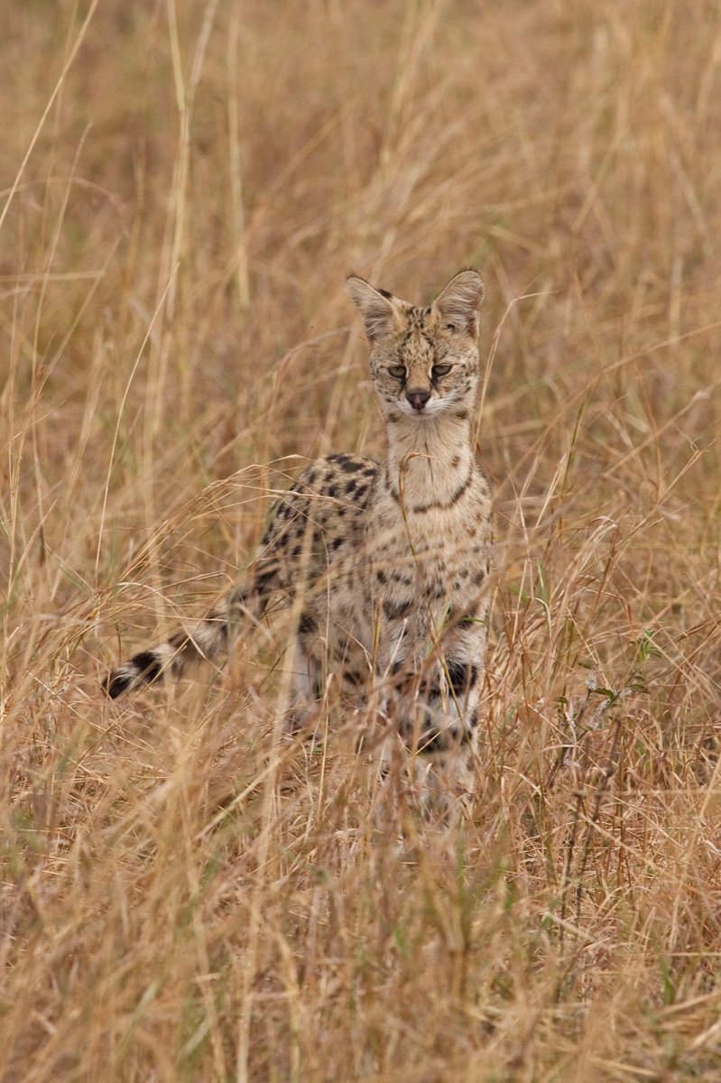 Wild life