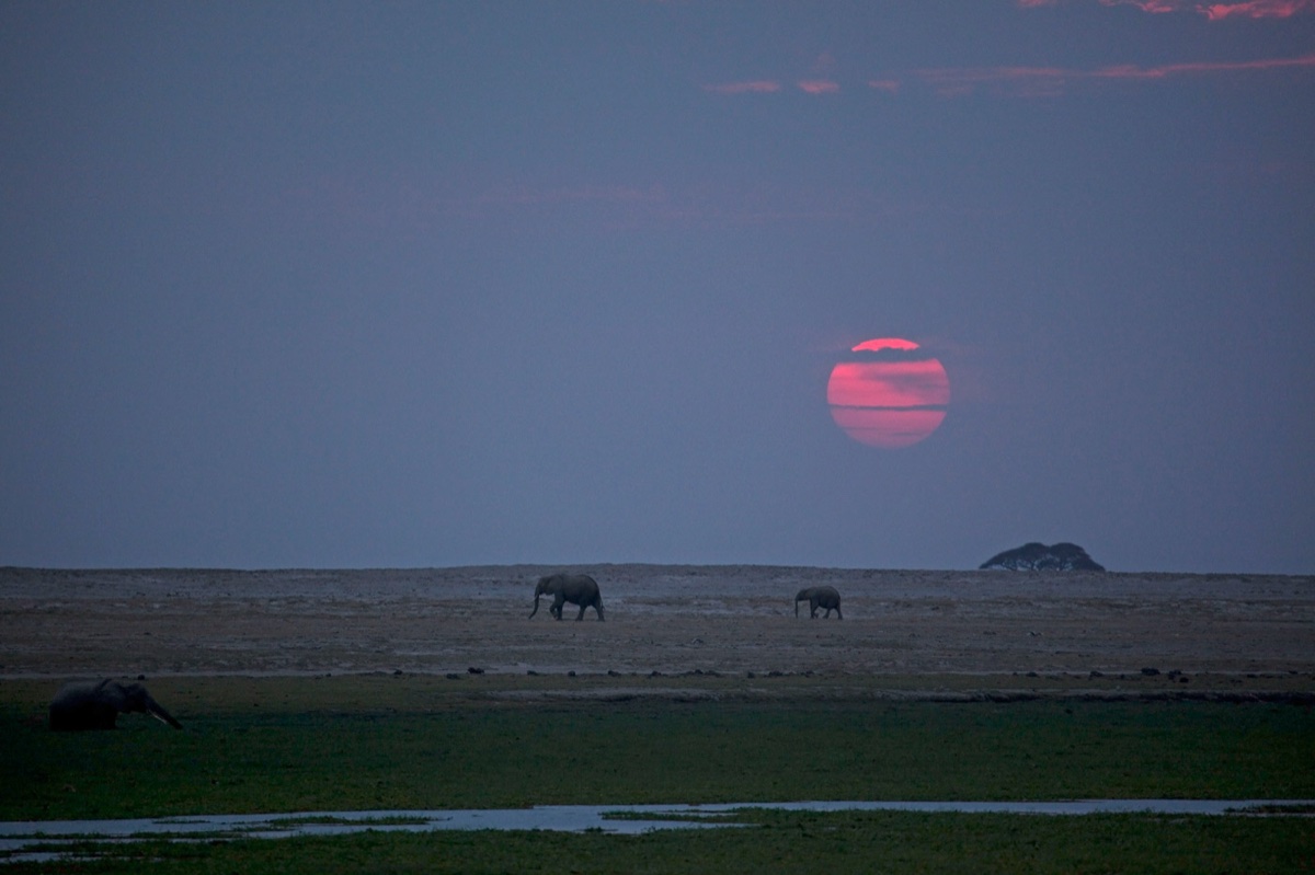 Wild life