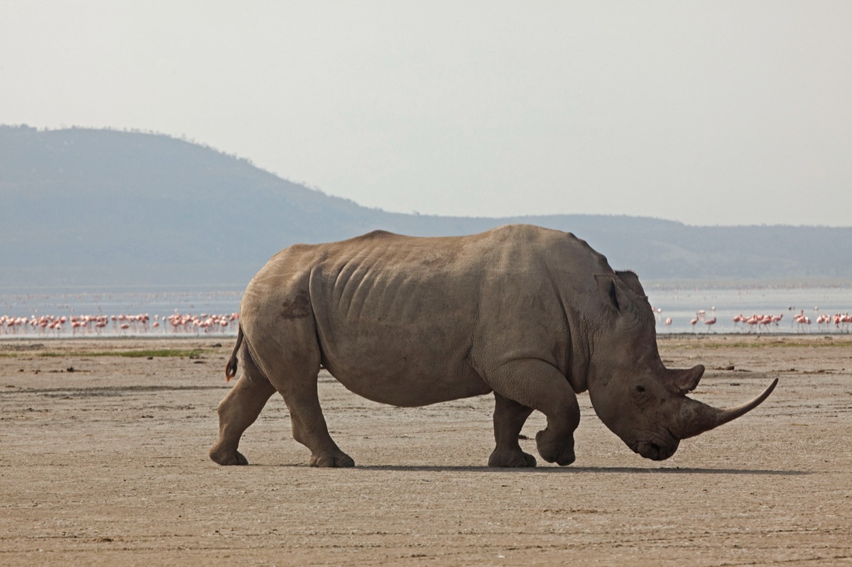 Wild life