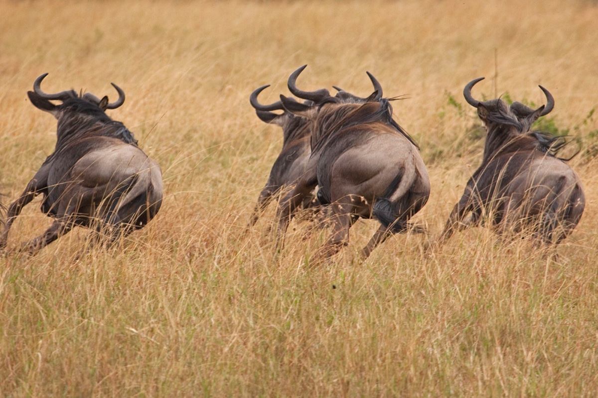 Wild life